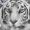 The White tiger avatar